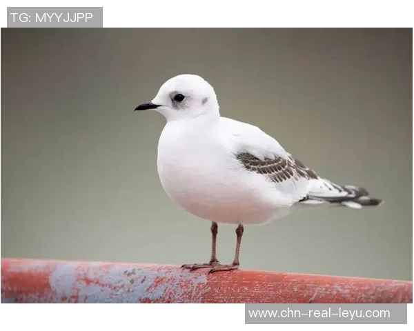 足球更衣室意外现身鸟类引发球员惊慌与媒体热议